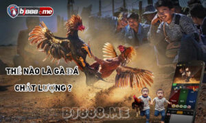 đá gà trực tiếp