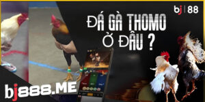 ĐÁ GÀ THOMO