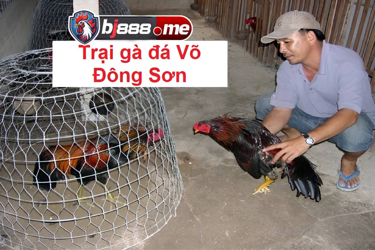 trại gà đá võ đông sơn 