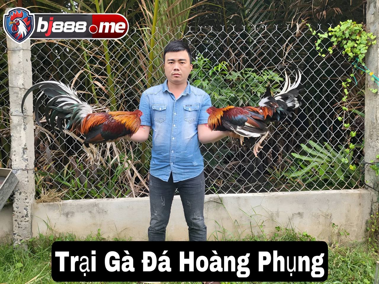 Trại gà đá Hoàng Phụng 