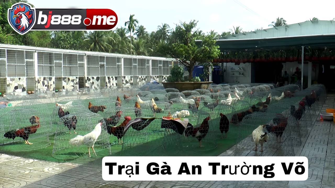 Trai gà Trường An Võ 
