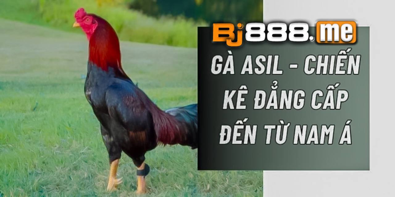 gà asil 