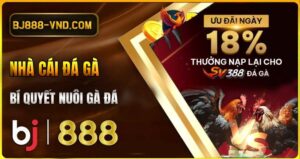 Bí quyết nuôi gà đá khoẻ