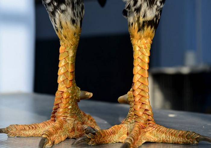 Vảy gà liên giáp 