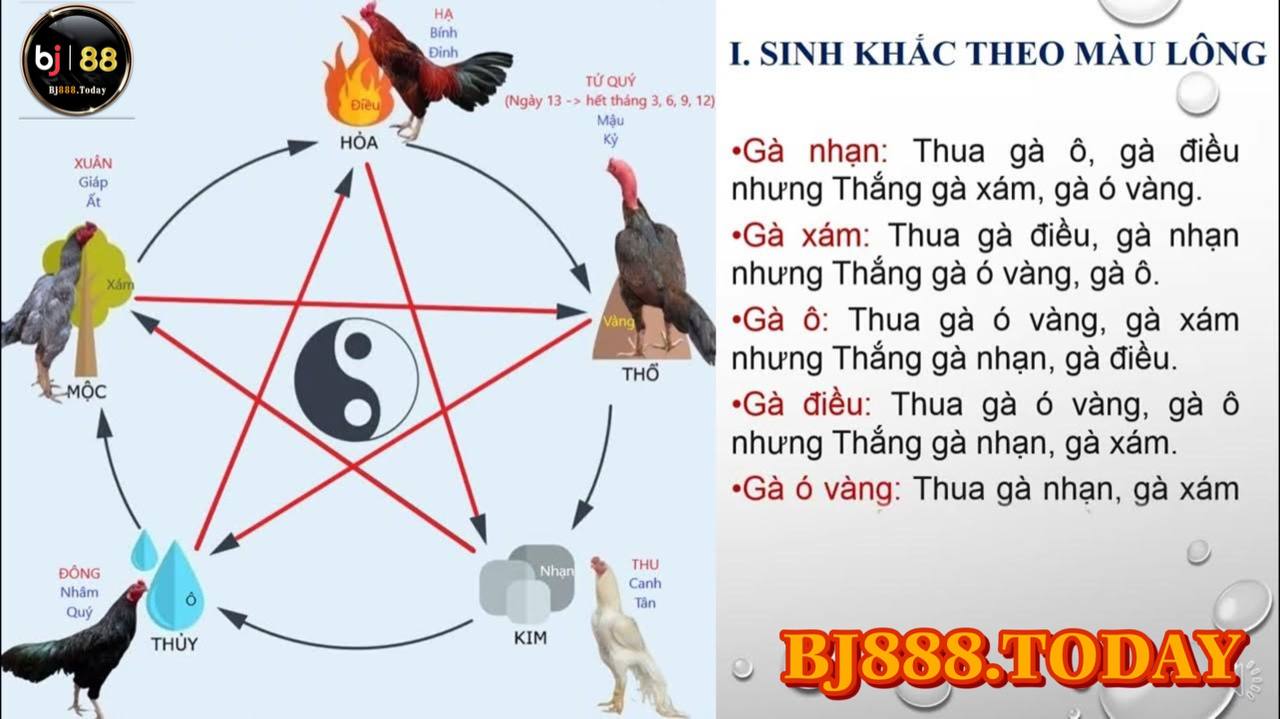 màu mạng gà chọi 