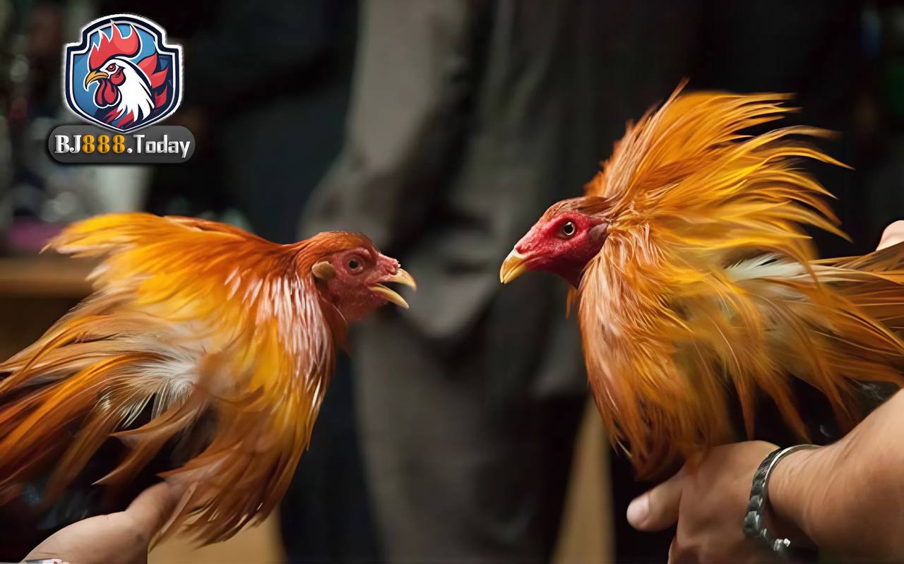 Phối giống gà đá