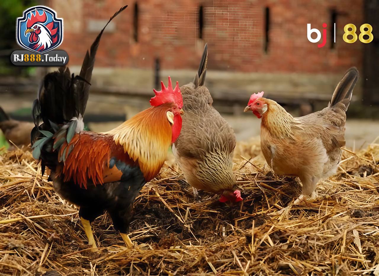 Phương pháp phối giống hiệu quả