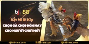 bí kíp chọn gà chọi đòn hay